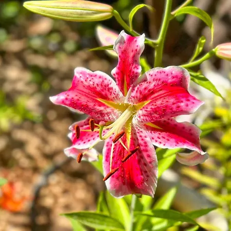Almendros Con Piscina Privada Calpe